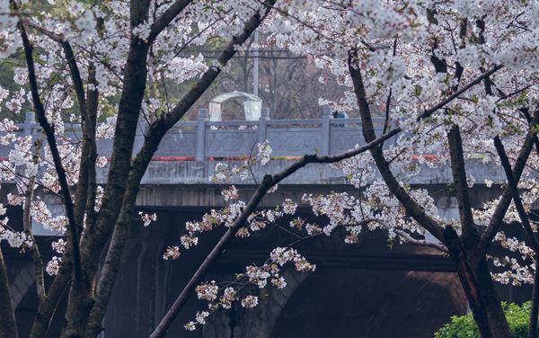 河南城建学院各专业组在福建录取分数线及选科要求 2026福建考生多少分能上河南城建学院