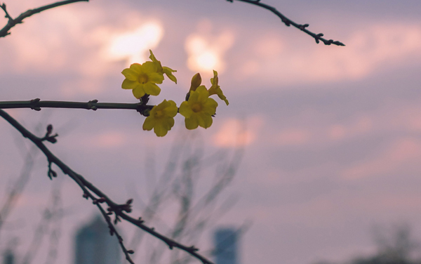 北京中医药大学东方学院各专业在重庆录取分数线 2026重庆考生多少分能上北京中医药大学东方学院