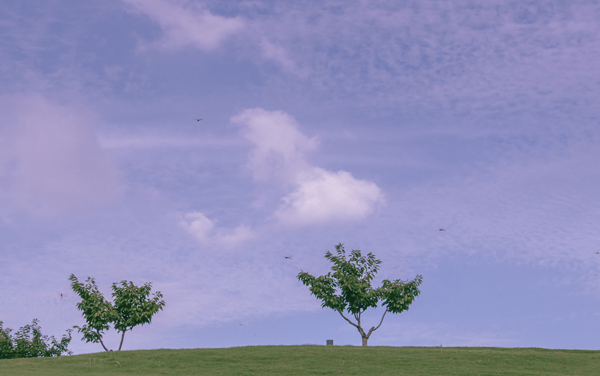 2027新高考航空安防管理专业怎么选科 重庆选科要求及必选科目有哪些