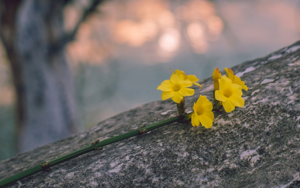 新高考江西426分左右可以上哪些大学 2026院校名单推荐