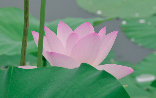 2026宁夏物理类520分左右能报哪些大学 可以上院校及位次(公办、民办)