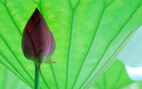 南艺属于什么档次的学校 2026录取分数线预测