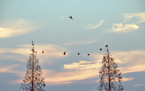 新疆2026艺术统考/联考什么时候报名 附报名入口及方法