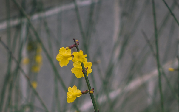 2027新高考摄影测量与遥感技术专业怎么选科 陕西选科要求及必选科目有哪些