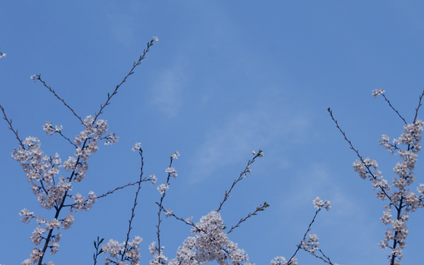 2027新高考食品科学与工程专业怎么选科 上海选科要求及必选科目有哪些