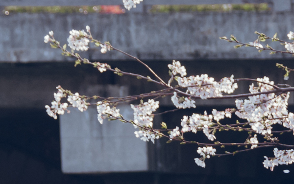 2026福建高考多少分能上商丘师范学院及专业？最低482分附录取分数线