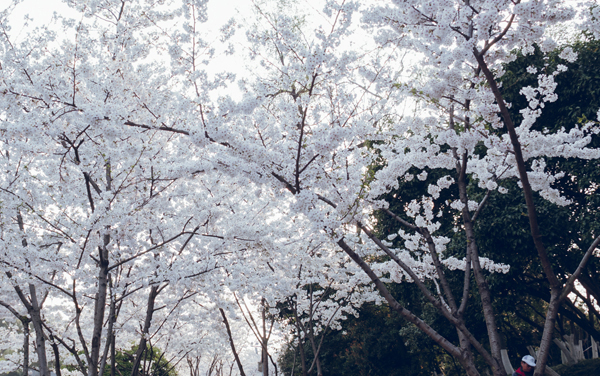 2026内蒙古高考多少分能上郑州轻工业大学及专业?最低489分附录取分数线