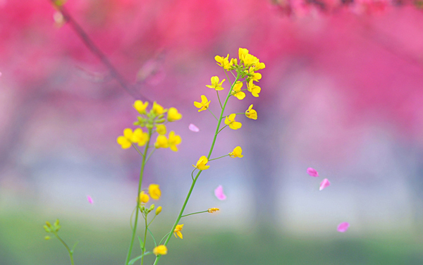 承认湖南2026艺术统考/联考成绩的大学名单及专业